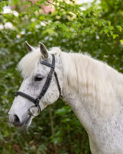 Silvester mei 2021 RB (2)